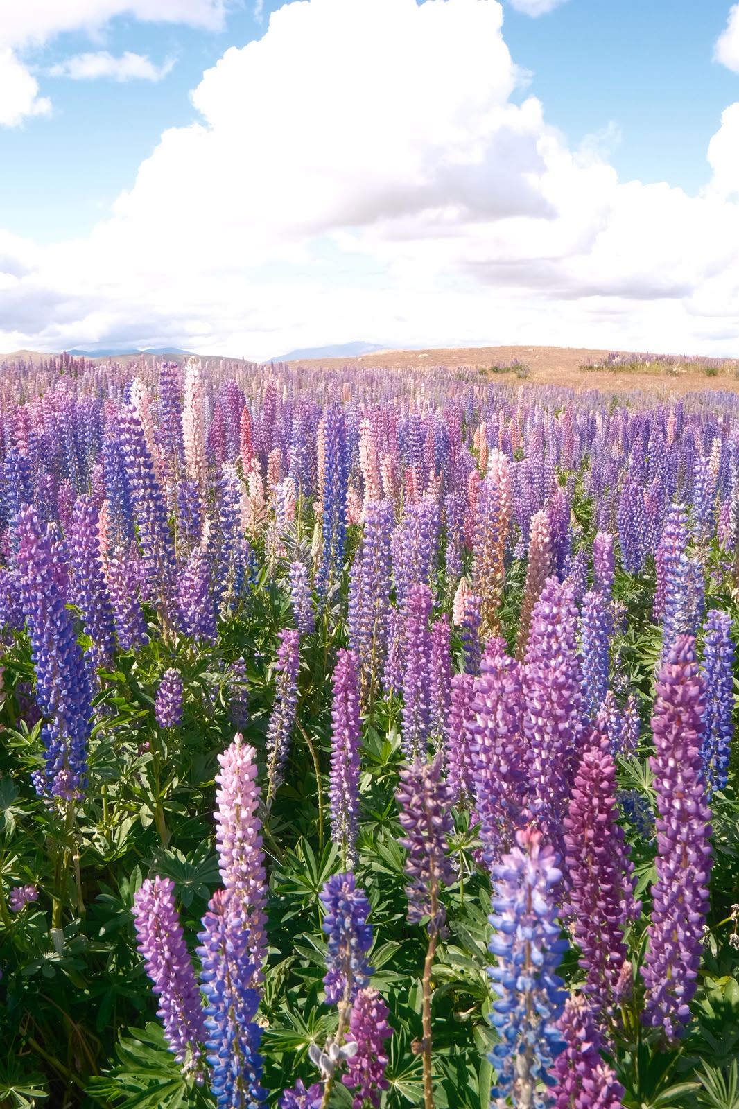 Lupin fields