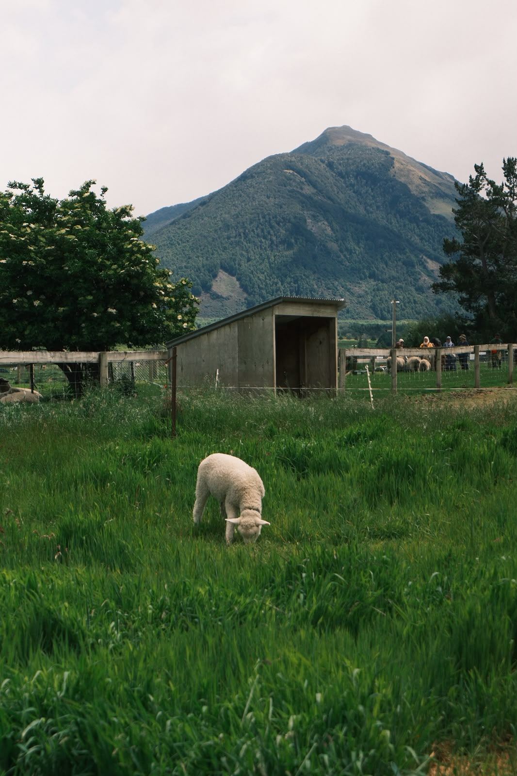 Lamb grazing with mountain backdrop
